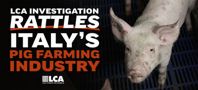 LCA Doubles Down on Exposing Animal Abuse at Italian Pig Farms, Files Legal Complaint, Addresses Industry Rebuttals