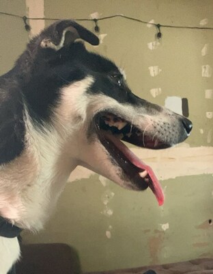 Luna, a playful puppy from North Pole, Alaska, went full Grinch when she 