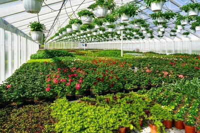 TN Nursery, interior of a modern large industrial greenhouse, various flowers in pots all around