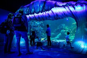 Dive Into SEA LIFE Sydney Aquarium