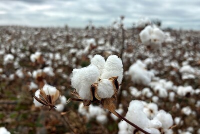 Cotton fields