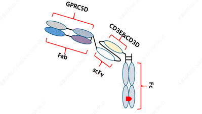 Schematic representation of the structure of QLS32015