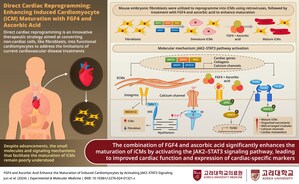 Researchers from Korea University Explore How Ascorbic acid and FGF4 Revolutionize Regenerative Medicine