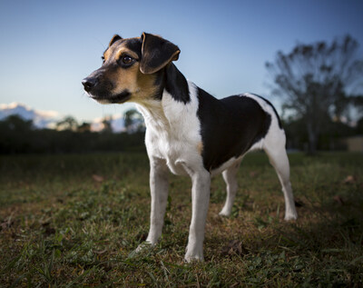 Danish-Swedish Farmdog standing outdoors at dusk.