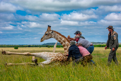 Save The Giraffes and an international team of scientists safely immobilize a wild giraffe while conducting medical treatment and research. Giraffes are endangered, and the team is using IVF science to reverse their decline, accomplishing first time feats including the preservation of collected wild giraffe sperm and sexing of collected semen; preserving and maturing female giraffe eggs and producing the first artificial fertilized, matured and preserved giraffe embryo.