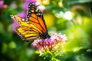 TN Nursery Announces 8 Essential Plants for Creating a Monarch Butterfly Waystation