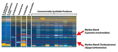 High-Performance Thin-Layer Chromatography (HPTLC) analysis reveals stark differences between commercially available turkesterone products. Left lanes show authentic Ajuga turkestanica reference materials and verified products (TurkMax and TurkBuilder), while right lanes demonstrate competing products seeming to contain Cyanotica arachnoidea instead of genuine Ajuga turkestanica. The distinctive marker bands highlight the presence of true turkesterone versus its absence in competitor samples.