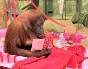 Great Apes Go Bananas over Birthday Celebrations at Center for Great Apes