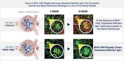 Figure 2: BHV-1400 Rapidly Removes Galactose-Deficient IgA1 from Circulation and from the Renal Glomerular Mesangium in vivo in Pre-Clinical Studies