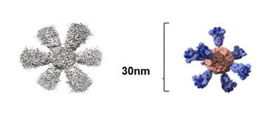 VLP vaccine image