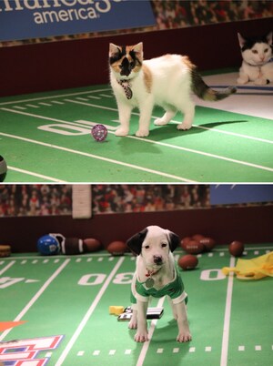 BELOVED THIRD ANNUAL 'GREAT AMERICAN RESCUE BOWL,' GREAT AMERICAN FAMILY'S PARTNERSHIP WITH NORTH SHORE ANIMAL LEAGUE AMERICA TO END PET HOMELESSNESS, KICKS OFF SUPER SUNDAY, FEBRUARY 9