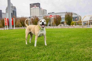 Five Reasons the TurfMutt Foundation Encourages Communities to Invest in Green Space