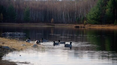 Mallards visit a Ducks Unlimited Canada wetland at Lake Laurentian. (CNW Group/Ducks Unlimited Canada)