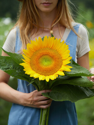 Burpee's Van Glow Sunflower