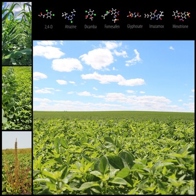 Recent research shows promise for controlling herbicide-resistant weeds, such as waterhemp, in soybean fields by using a seed impact mill at harvest. 
Photos by Ramawatar Yadav, Ph.D.