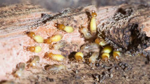 The #1 pest of 2024 in Arizona: termites.