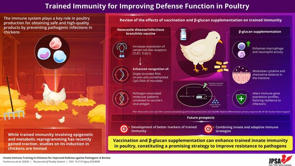 Researchers review recent literature on trained immunity in poultry, highlighting how vaccines and dietary supplementation can lead to an enhanced innate immune system.