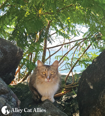 One of many community cats on Paseo del Morro in San Juan Puerto Rico that are at risk of being killed by U.S. National Park Service (NPS). Alley Cat Allies filed a historic lawsuit to stop NPS plan.