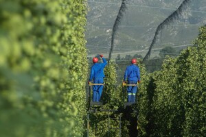 ZA Hops Revolutionizes Craft Brewing with Premium South African and Slovenian Hops
