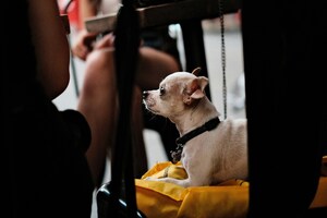 Destinos y alojamientos pet-friendly recomendados por Despegar para tus siguientes vacaciones
