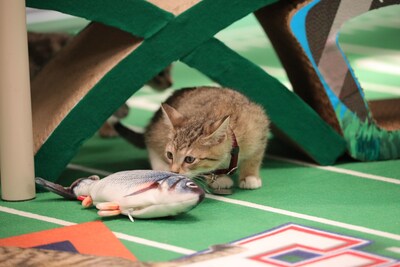 Photo: Courtesy of Great American Rescue Bowl 2025