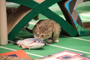 'GREAT AMERICAN RESCUE BOWL' RETURNS TO THE GRIDIRON SUNDAY, MORE HEARTFELT RESCUE STORIES THAN EVER BEFORE, HOSTED BY BETH STERN