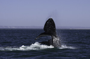 San Ignacio, la Mecca del avistamiento de la ballena gris San Ignacio, la Mecca del avistamiento de la ballena gris