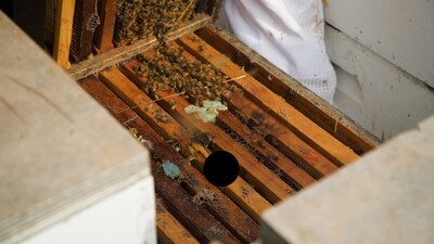 Commercial honey bee hive.