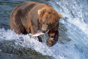 Princess Cruises Expands Alaska National Parks Cruisetours Adventures in 2025 and 2026