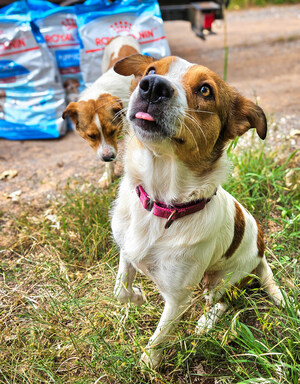 Royal Canin Announces 2024 Donation Totals in Celebration of National Love Your Pet Day