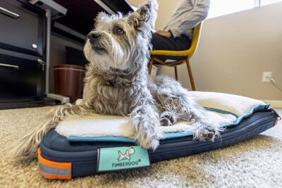 Kashi on her RuffRest in the workplace