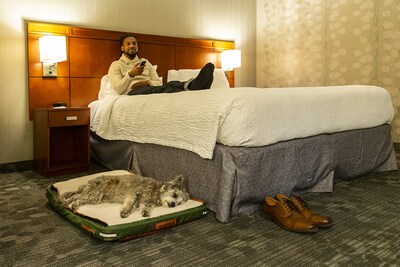Kashi on her RuffRest during hotel travel