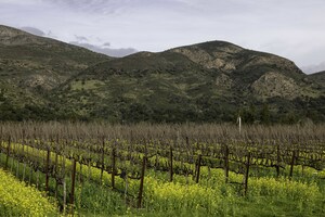 Stag's Leap Wine Cellars Acquires Arcadia Vineyard in Coombsville AVA