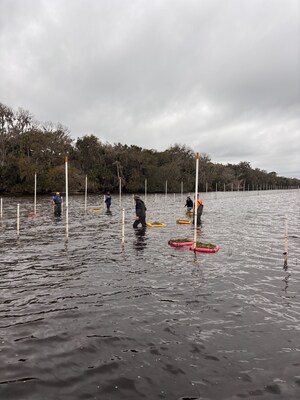 AquaTech Eco Consultants to Plant 1 Million Eelgrass Plants in Lake George for FWC Restoration Project