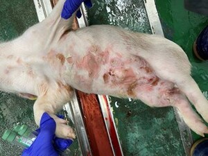 Chung-Ang University Uncovers Porcine Reproductive and Respiratory Syndrome virus's Impact on Swine Immunity