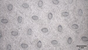 The Shaw Institute Validates CLEANR for Washing Machines is Over 90% Efficient in Removing the #1 Source of Microplastics into the Environment