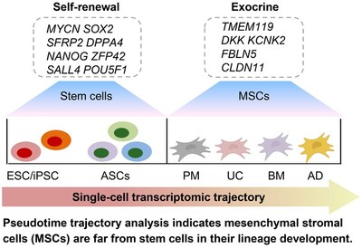 擬時間軌跡分析顯示,間充質基質細胞在細胞譜系發育上與幹細胞存在顯著差異 擬時間軌跡分析顯示,間充質基質細胞在細胞譜系發育上與幹細胞存在顯著差異