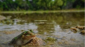 "¡Urgente! Más de 16 mil voces en Change.org luchan por salvar las áreas protegidas y la rana de madriguera en México"