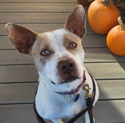 Photo Credit: North Shore Animal League America