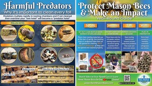 WELCOME SPRING MASON BEES INTO YOUR YARD! A Quick Guide to Help Mason Bees Thrive