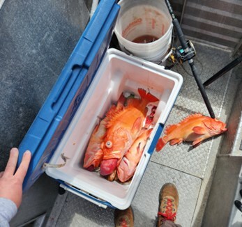 Court fines fishing charter company and guides for harvesting threatened rockfish species