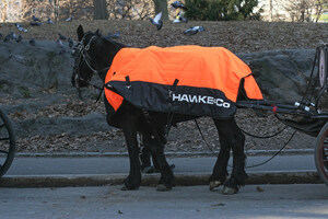 HAWKE &amp; CO. DELIVERS A WARM WINTER GIFT OF CUSTOM PUFFER COATS TO THE HARD-WORKING CENTRAL PARK CARRIAGE HORSES