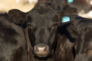 Rumin8 achieves a 95.2% methane reduction in cattle trial at UC Davis