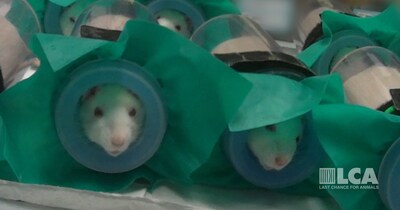 Last Chance for Animals Investigation Exposes Suffering of Rats in Toxicology Lab