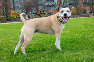 Vote for Louisville's Waterfront Park, Home of the TurfMutt Great Lawn, in USA Today Readers' Choice Contest