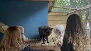 Pawsitive Beginnings celebrates five years of rescuing foxes from the fur trade