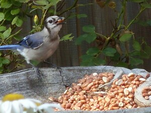Can't Read It, Don't Feed It: Why Wild Bird-Lovers Should Choose Top-of-the-Crop Natural Feed