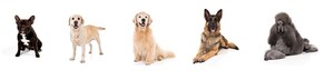 AMERICA HAS SPOKEN! FRENCH BULLDOG REMAINS THE MOST PUP-ULAR BREED FOR THE THIRD CONSECUTIVE YEAR