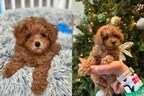 Pudim, a tiny CavaPoo puppy from Kansas with a huge personality, is the first puppy to win the Purina Puppy Chow “Chief Snuggle Officer” title.