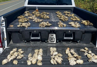 Ontario vacationer fined $5,500 for overfishing oysters without a valid licence